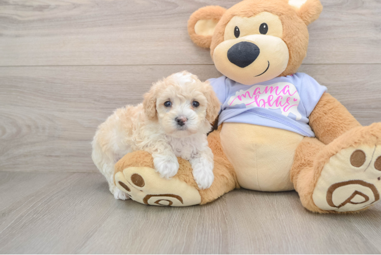 Maltipoo Puppy for Adoption