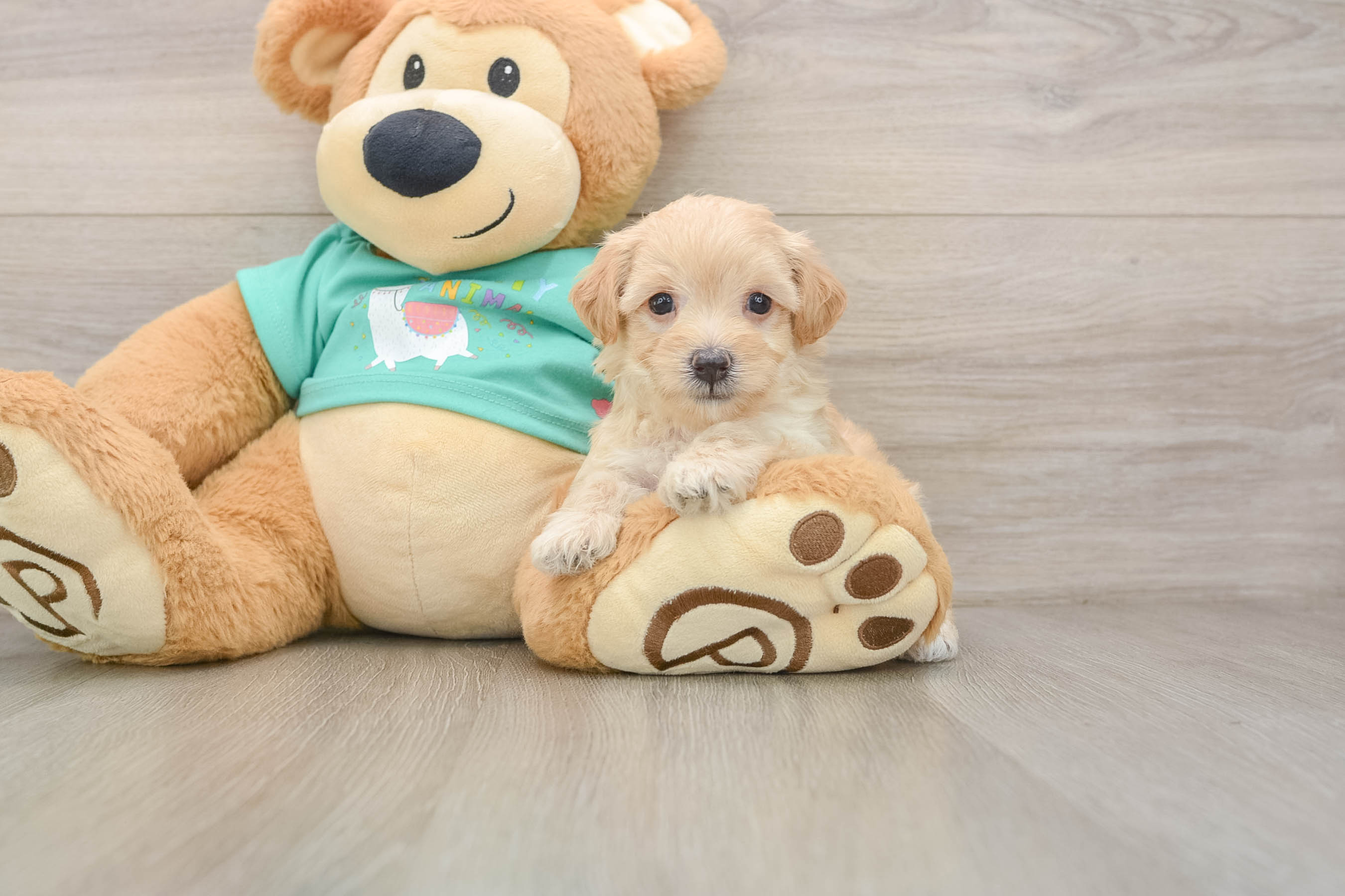 Smart Maltipoo Poodle Mix Pup