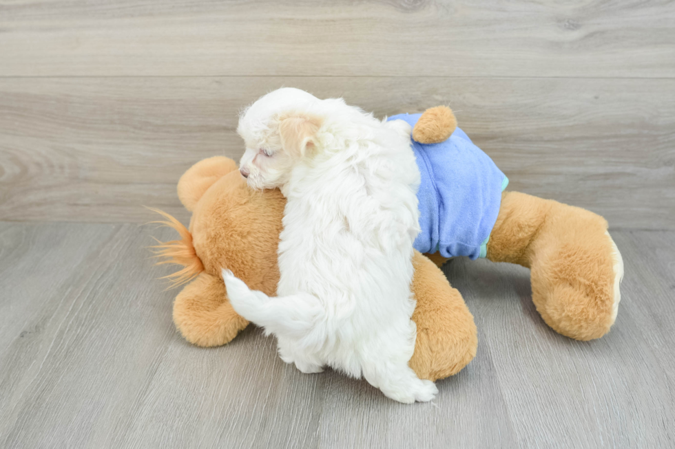 Fluffy Maltipoo Poodle Mix Pup