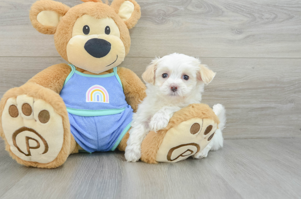 7 week old Maltipoo Puppy For Sale - Lone Star Pups