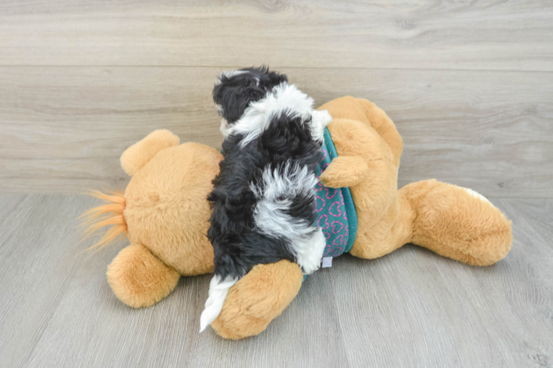 Meet Swiss - our Maltipoo Puppy Photo 2/3 - Lone Star Pups