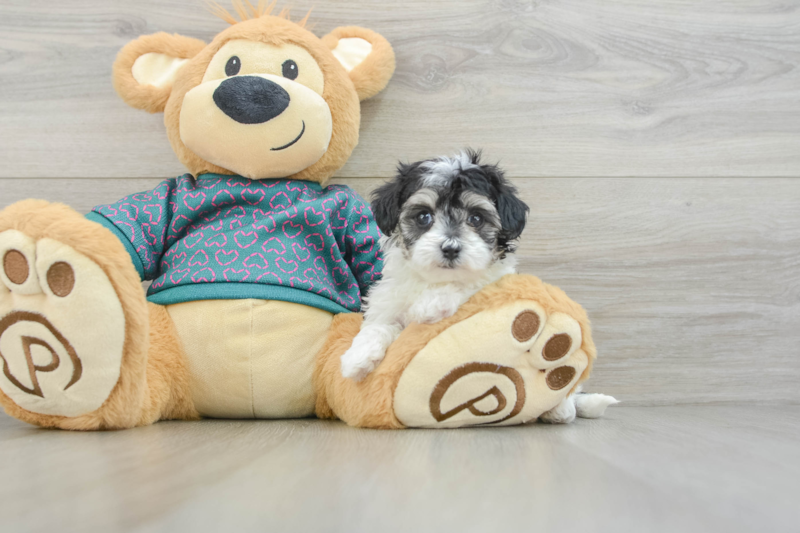 Meet Swiss - our Maltipoo Puppy Photo 3/3 - Lone Star Pups