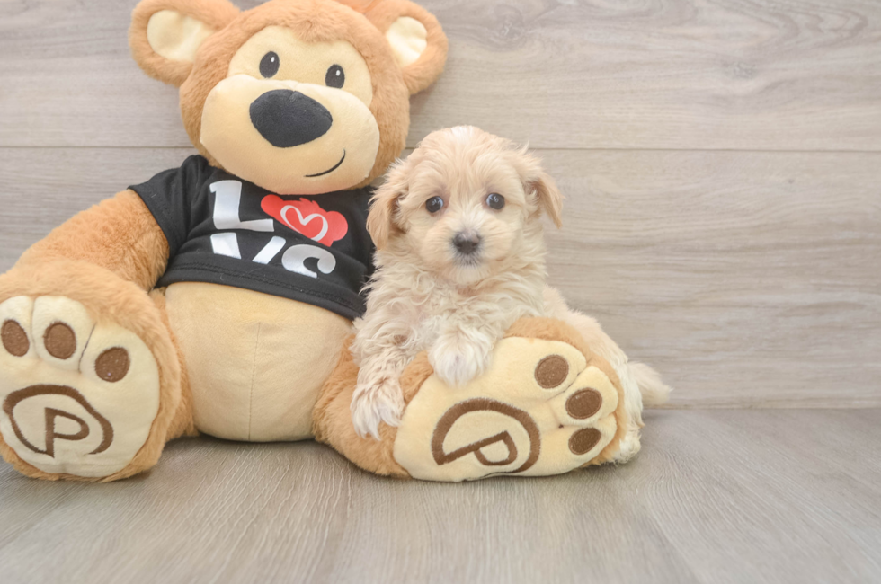 5 week old Maltipoo Puppy For Sale - Lone Star Pups