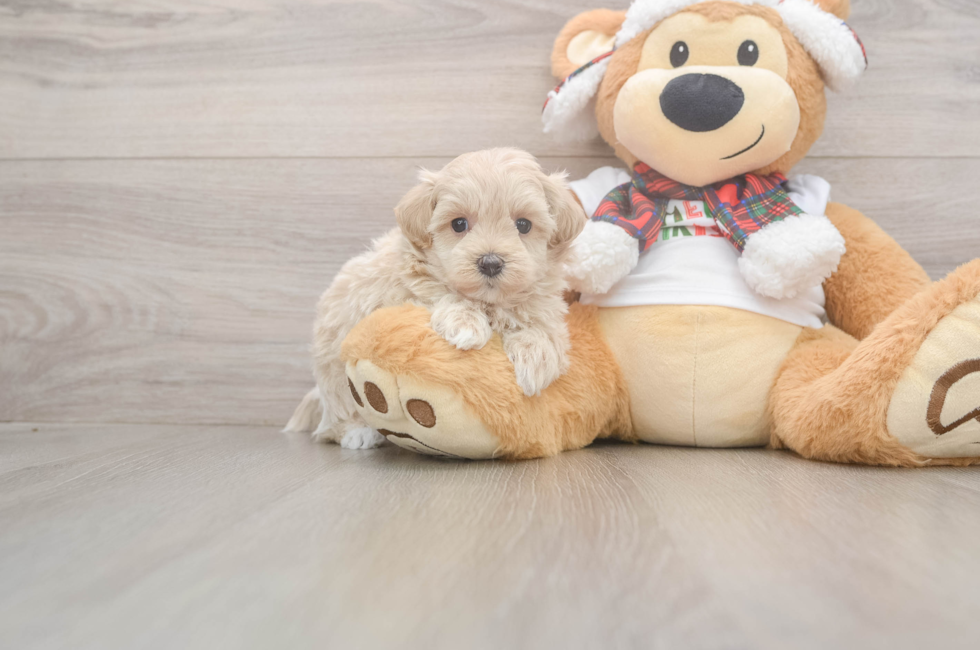5 week old Maltipoo Puppy For Sale - Lone Star Pups