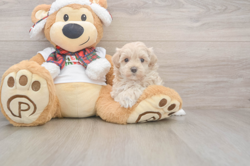 Maltipoo Pup Being Cute