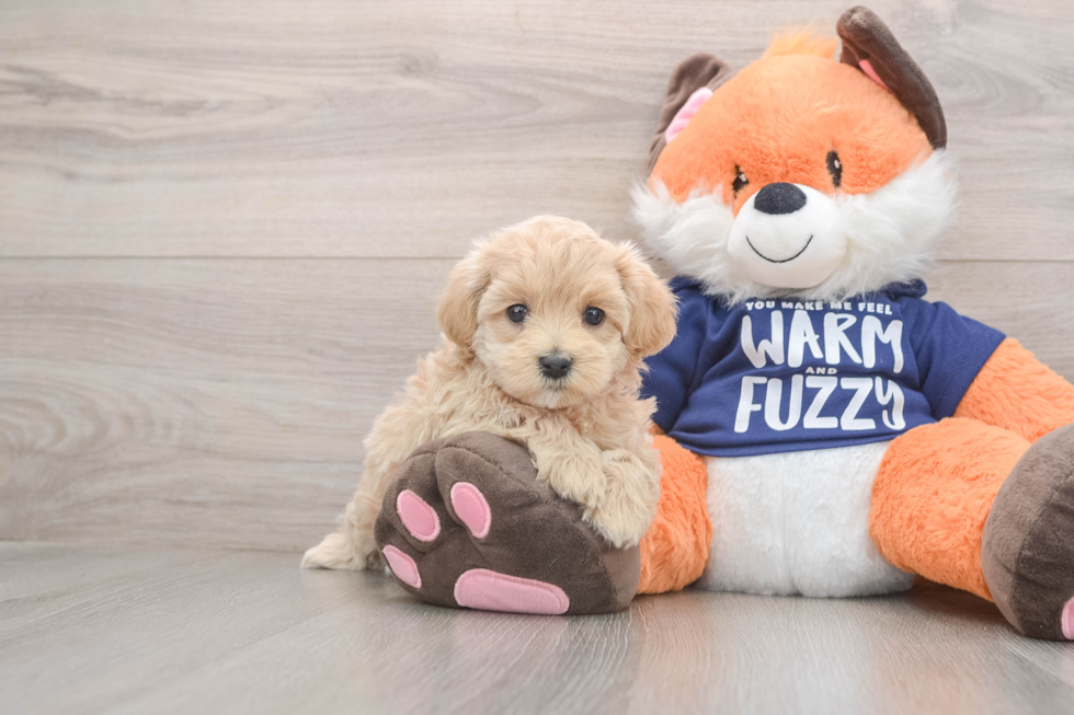 Maltipoo Puppy for Adoption