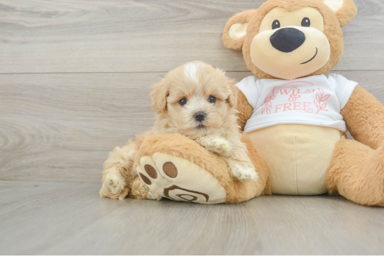 Best Maltipoo Baby