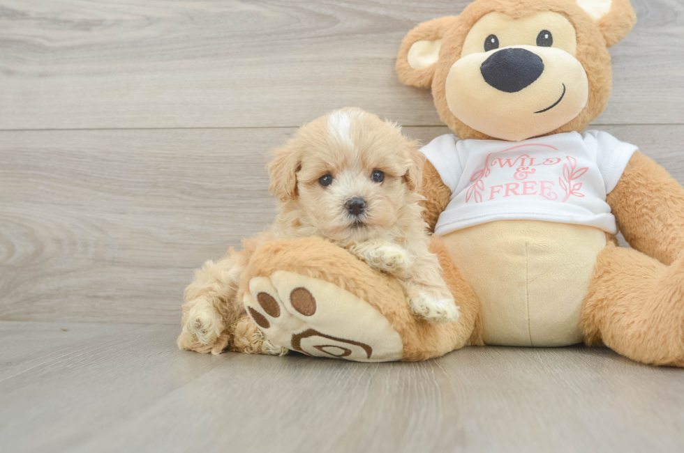 6 week old Maltipoo Puppy For Sale - Lone Star Pups