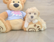 7 week old Maltipoo Puppy For Sale - Lone Star Pups
