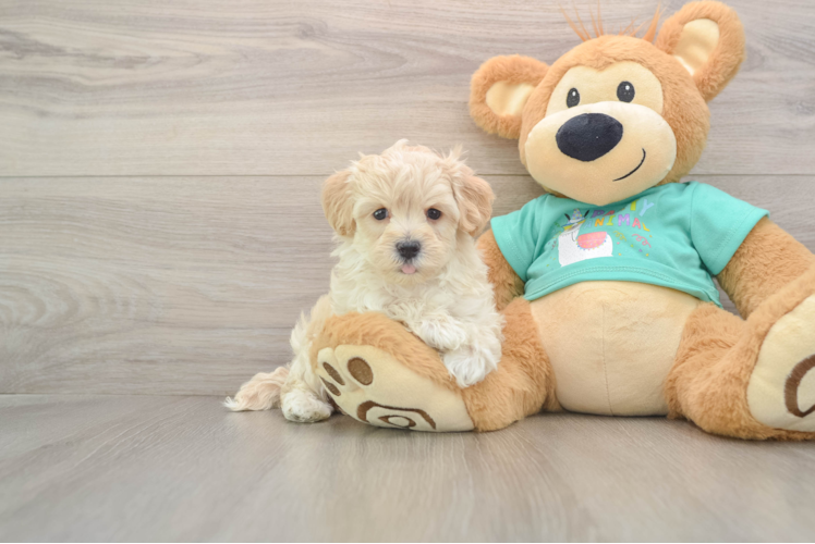 Friendly Maltipoo Baby