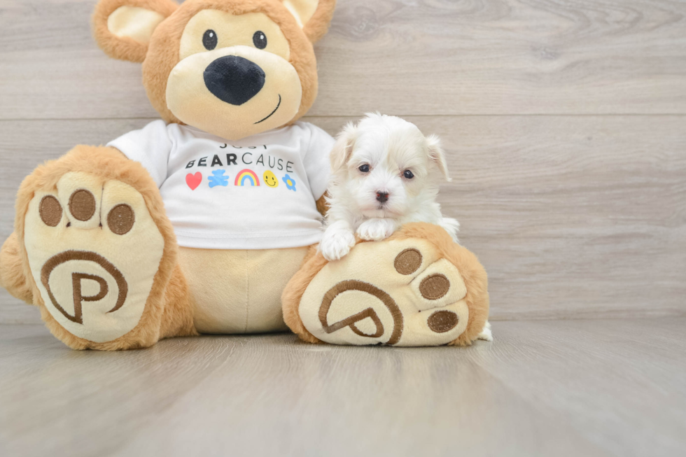 Best Maltipoo Baby