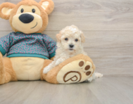 7 week old Maltipoo Puppy For Sale - Lone Star Pups