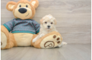 Maltipoo Puppy for Adoption