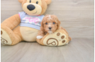 Cute Maltipoo Baby