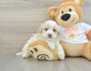 8 week old Maltipoo Puppy For Sale - Lone Star Pups