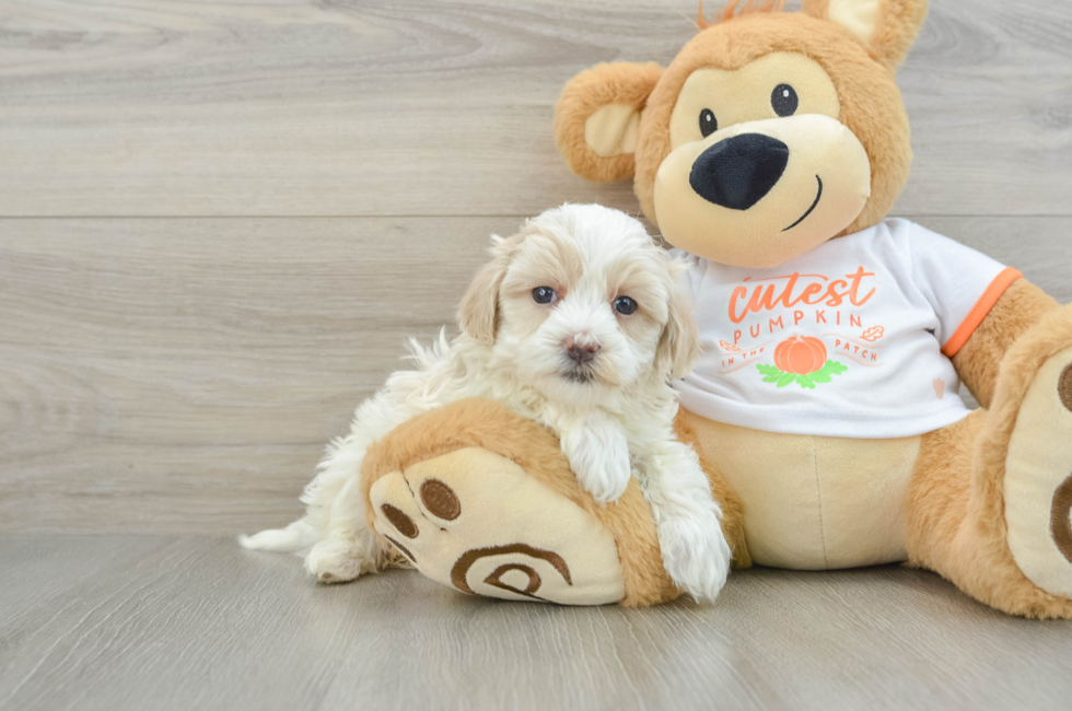 8 week old Maltipoo Puppy For Sale - Lone Star Pups