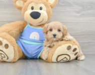 7 week old Maltipoo Puppy For Sale - Lone Star Pups