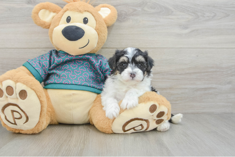 Petite Maltipoo Poodle Mix Pup