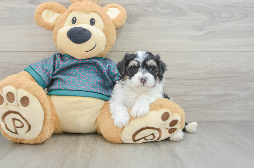 5 week old Maltipoo Puppy For Sale - Lone Star Pups