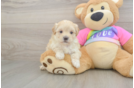 Petite Maltipoo Poodle Mix Pup