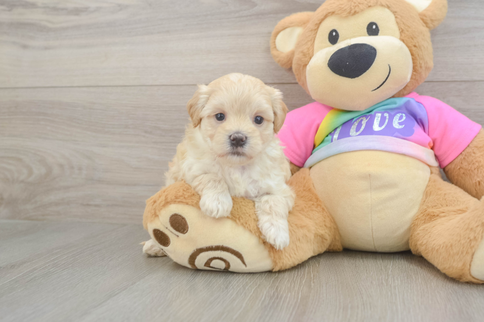Petite Maltipoo Poodle Mix Pup
