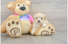 Best Maltipoo Baby