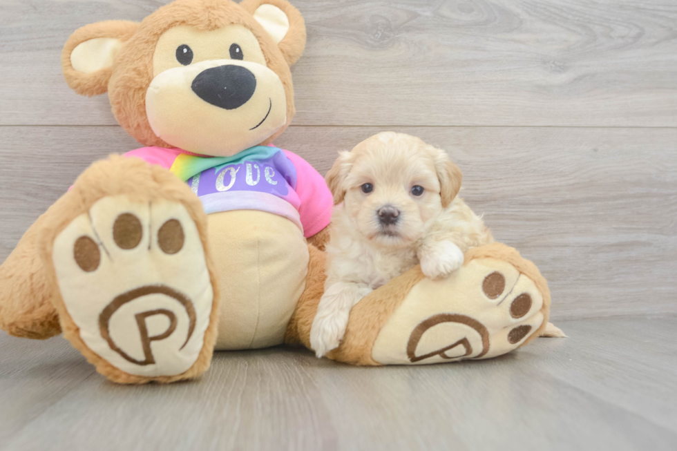 Best Maltipoo Baby