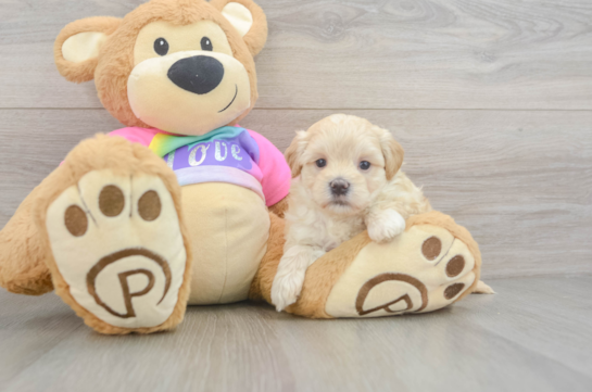 Best Maltipoo Baby