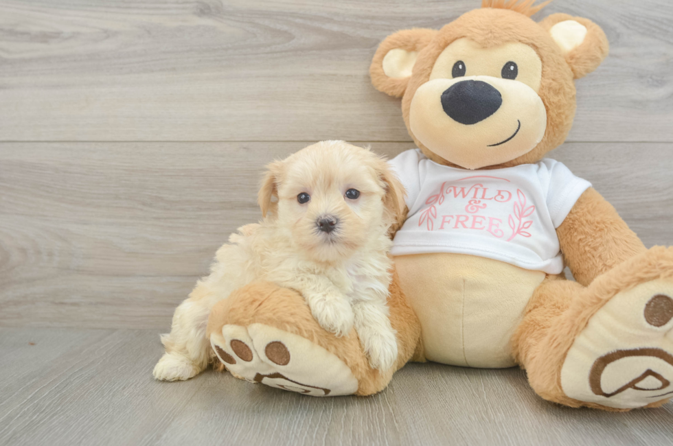 6 week old Maltipoo Puppy For Sale - Lone Star Pups