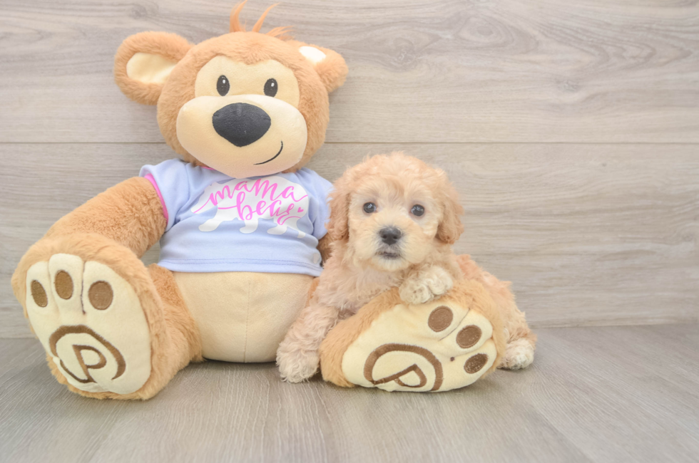 5 week old Maltipoo Puppy For Sale - Lone Star Pups