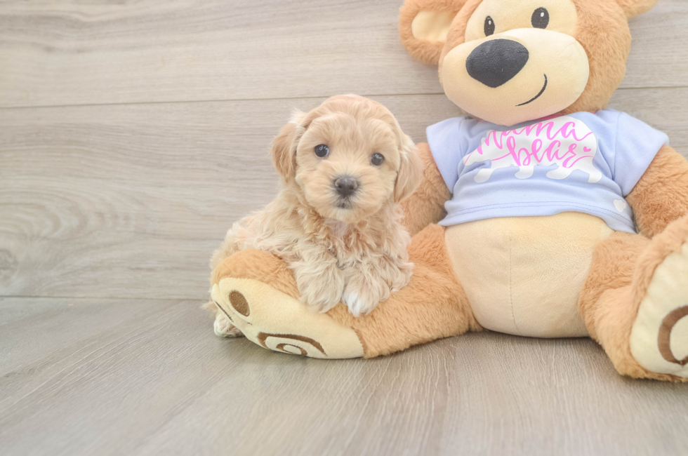 5 week old Maltipoo Puppy For Sale - Lone Star Pups