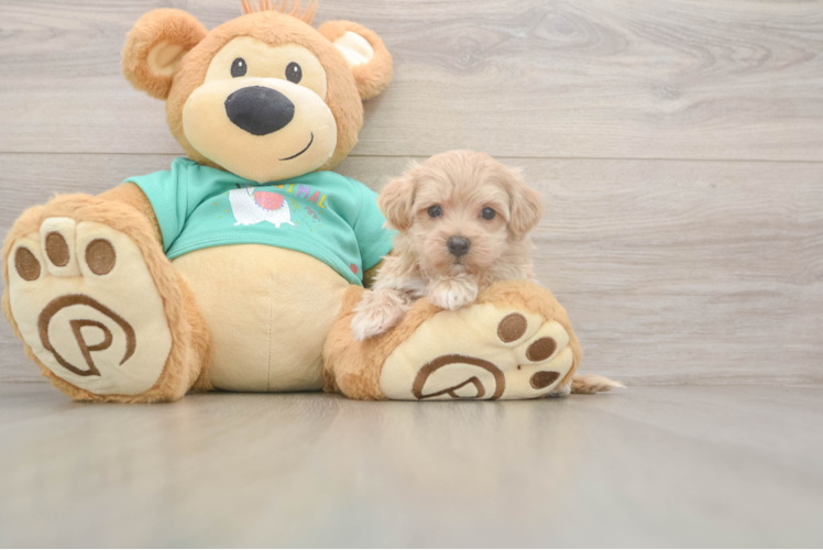 Maltipoo Pup Being Cute