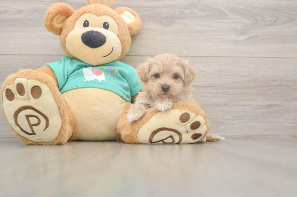 5 week old Maltipoo Puppy For Sale - Lone Star Pups