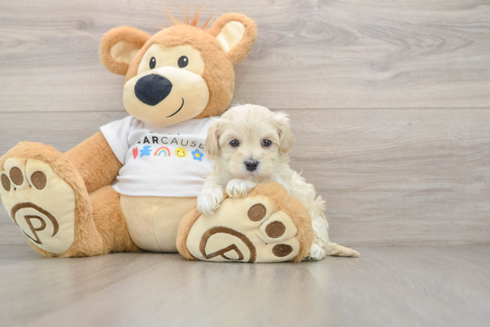 Best Maltipoo Baby