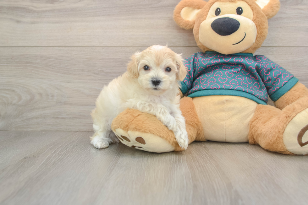 Maltipoo Puppy for Adoption