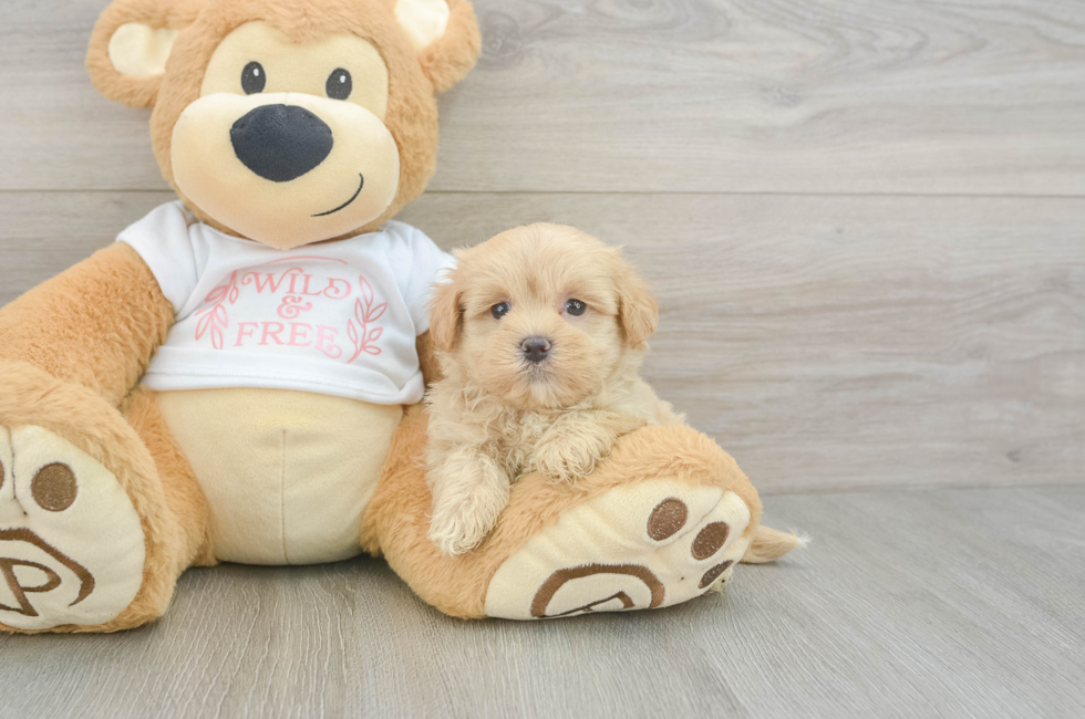 6 week old Maltipoo Puppy For Sale - Lone Star Pups