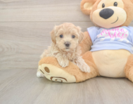 7 week old Maltipoo Puppy For Sale - Lone Star Pups