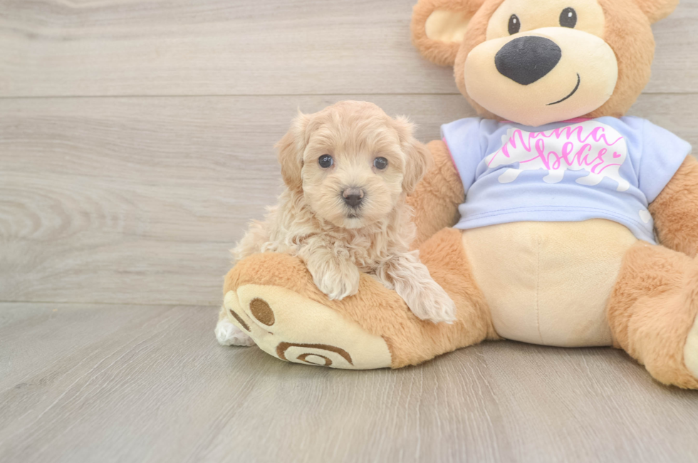 5 week old Maltipoo Puppy For Sale - Lone Star Pups