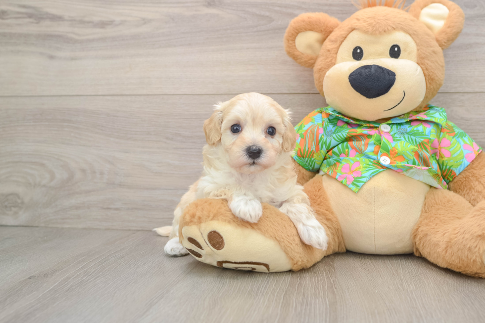 Cute Maltipoo Baby