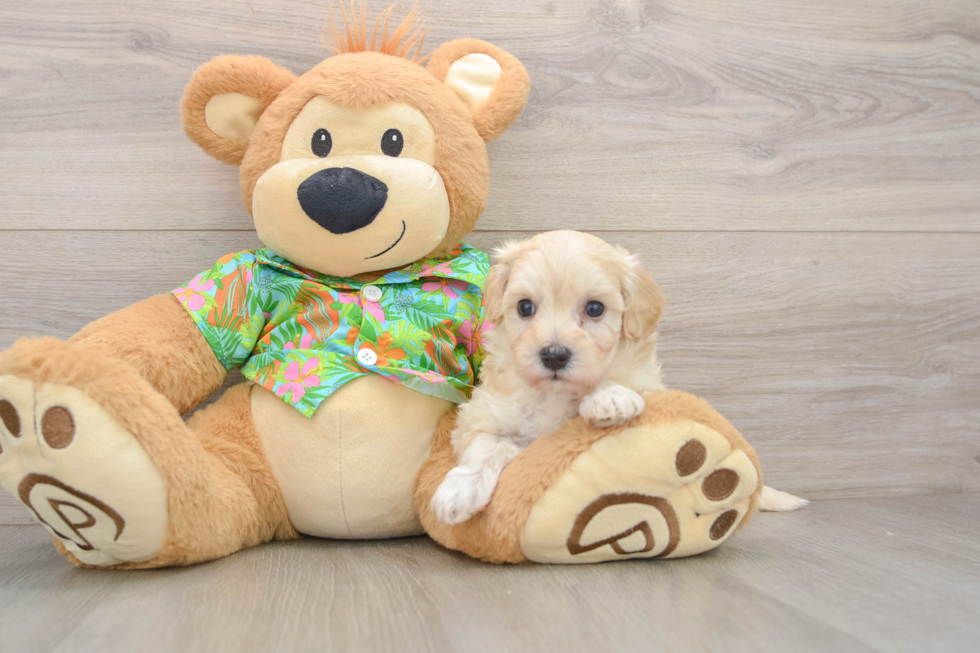 Best Maltipoo Baby
