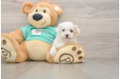 Playful Maltepoo Poodle Mix Puppy