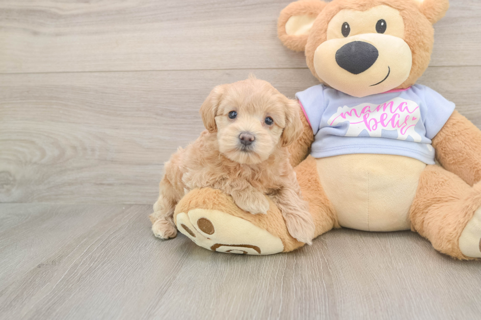 Funny Maltipoo Poodle Mix Pup