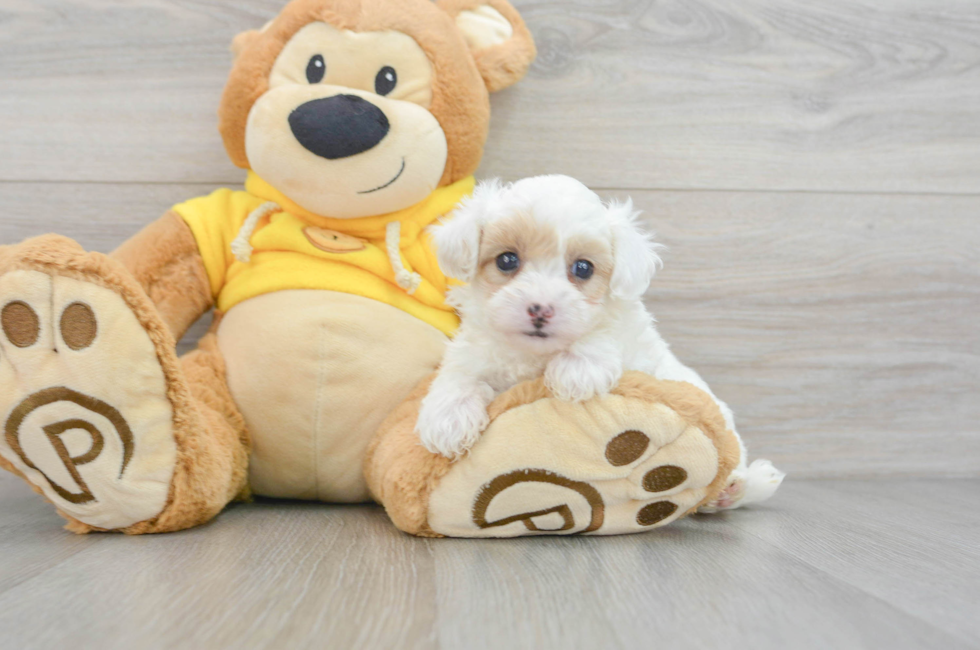 5 week old Maltipoo Puppy For Sale - Lone Star Pups