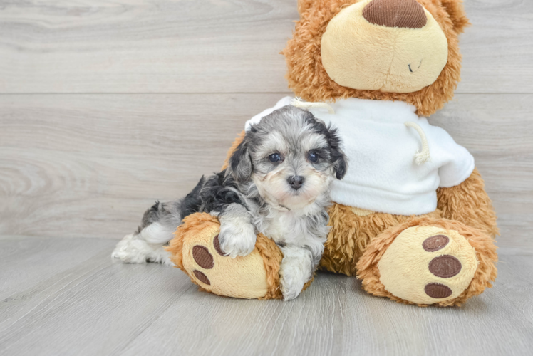 Maltipoo Puppy for Adoption