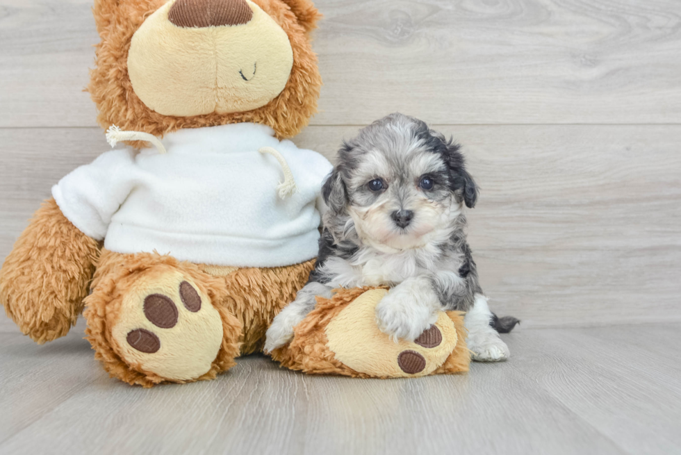 Best Maltipoo Baby