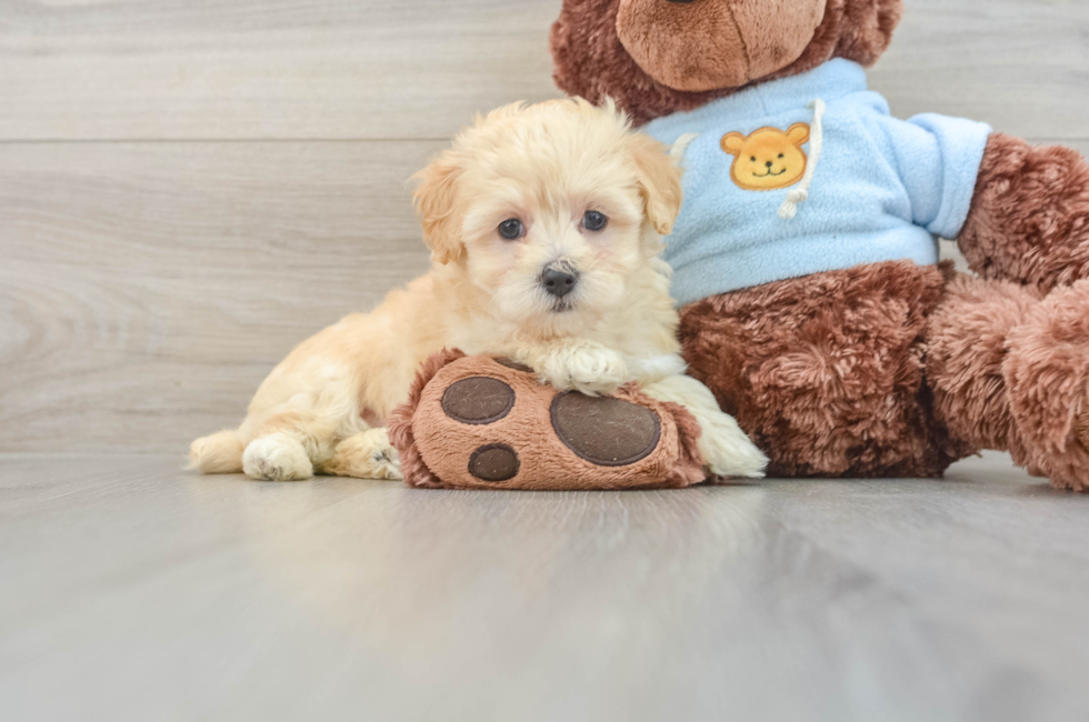 8 week old Maltipoo Puppy For Sale - Lone Star Pups