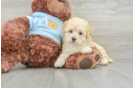 Maltipoo Pup Being Cute