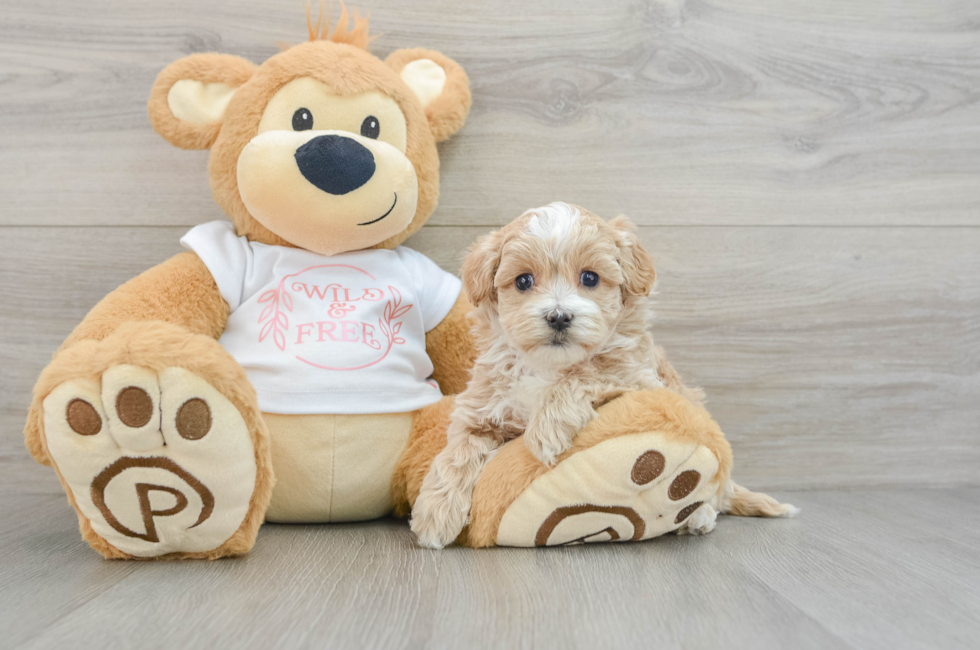 6 week old Maltipoo Puppy For Sale - Lone Star Pups