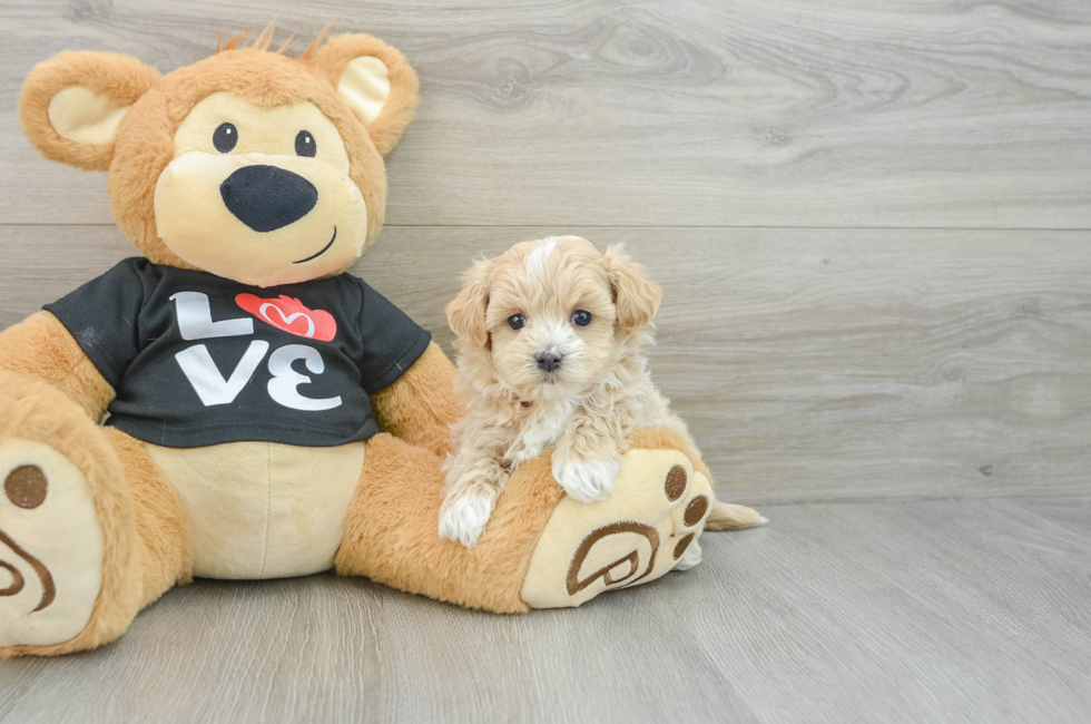 6 week old Maltipoo Puppy For Sale - Lone Star Pups