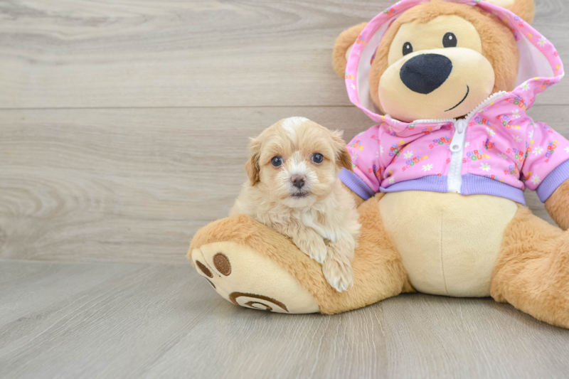 Meet Templeton - our Maltipoo Puppy Photo 1/4 - Lone Star Pups